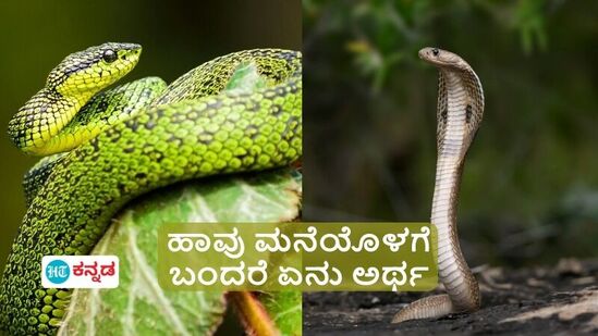 ಹಾವು ಮನೆಯೊಳಗೆ ಬಂದರೆ ಶುಭ ಸೂಚಕವೇ, ಜ್ಯೋತಿಷ್ಯಶಾಸ್ತ್ರದ ಪ್ರಕಾರ ಯಾವ ಬಣ್ಣದ ಹಾವು ಬಂದರೆ ಏನು ಅರ್ಥ?