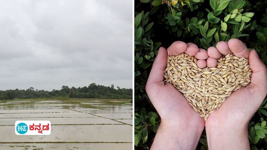 ಮುಂಗಾರು ಹಂಗಾಮು; ಬಿತ್ತನೆ ಬೀಜ ದುಬಾರಿ ಆಗಿರುವುದು ನೋಡಿ ಕಂಗಾಲಾದ ಕೃಷಿಕರು 2023- 2024ರ ಬೆಲೆಗಳ ಹೋಲಿಕೆ ವಿವರ ಮುಂದಿಟ್ಟಿದ್ದಾರೆ. (ಸಾಂಕೇತಿಕ ಚಿತ್ರ) 