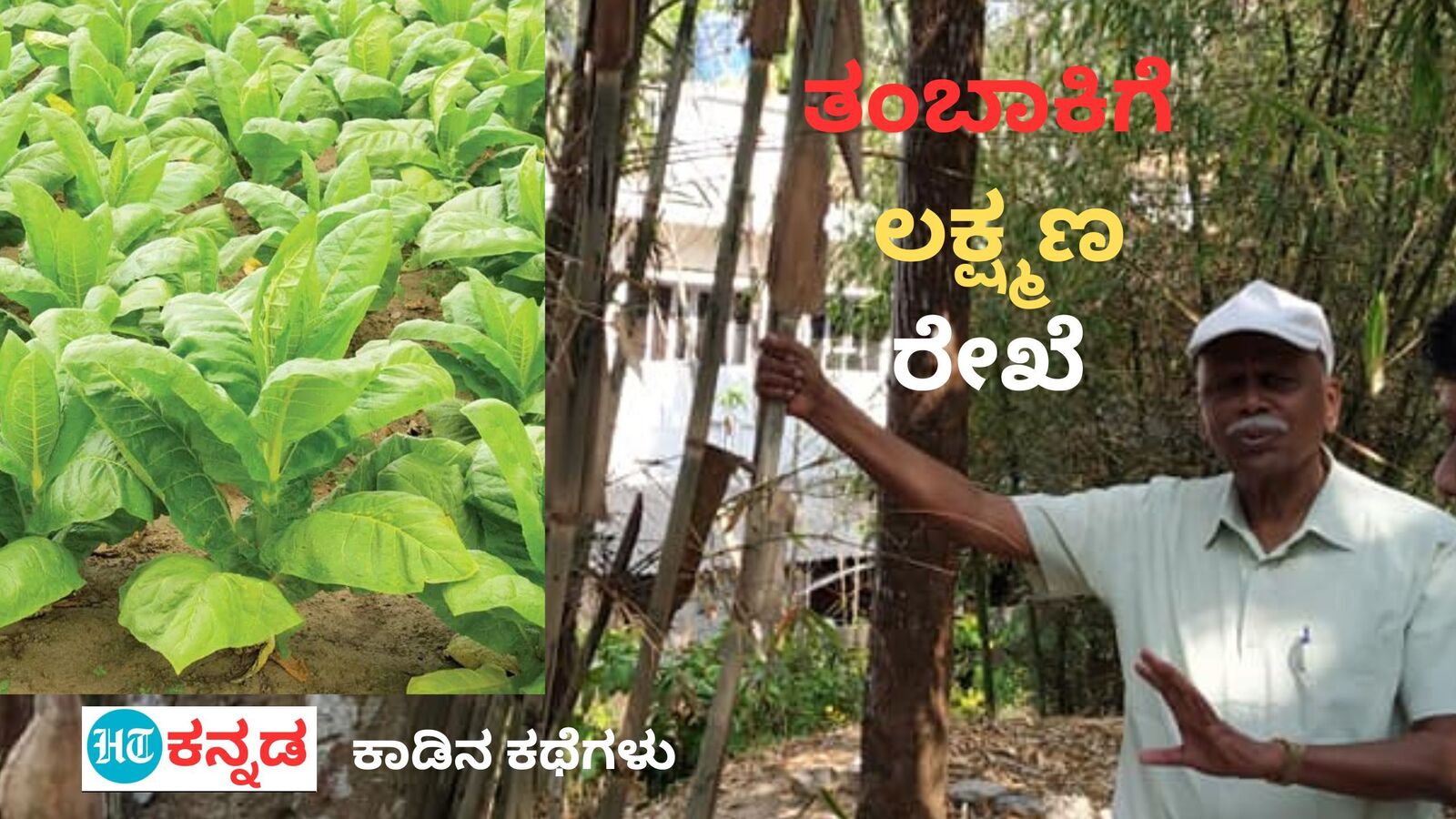 Forest Tales: ತಂಬಾಕು ಬೆಳೆಗಾರರಿಗೆ ಆಸರೆಯಾದ ವನತೋಟಗಾರಿಕೆಯ ಲಕ್ಷ್ಮಣ ರೇಖೆ, ನಿವೃತ್ತ ಅರಣ್ಯಾಧಿಕಾರಿ ಪ್ರಕೃತಿ ಪ್ರೀತಿಗೆ ಪಿಂಚಣಿ ಮೀಸಲು