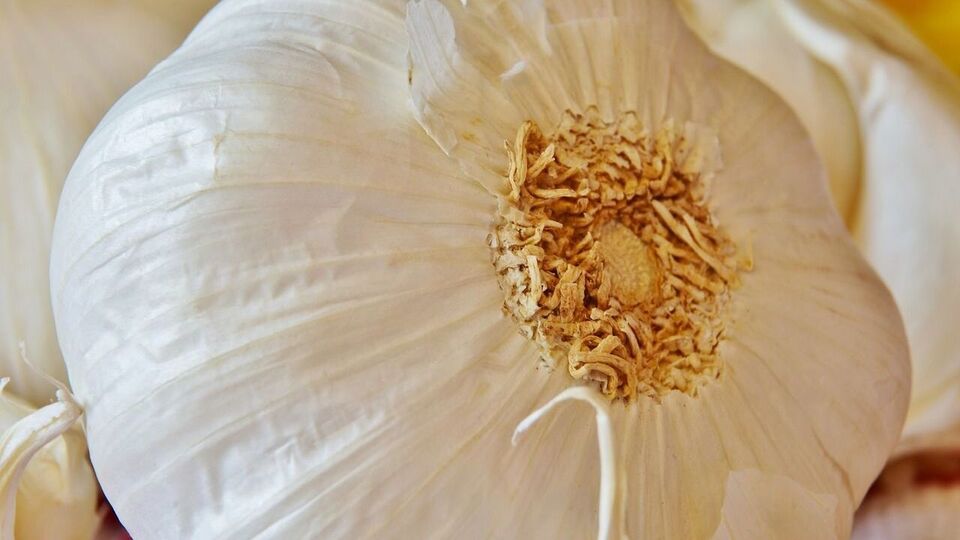 Garlic Benefits ಬೆಳಗೆದ್ದು ಖಾಲಿ ಹೊಟ್ಟೆಯಲ್ಲಿ ಒಂದೆರಡು ಎಸಳು ಬೆಳ್ಳುಳ್ಳಿ