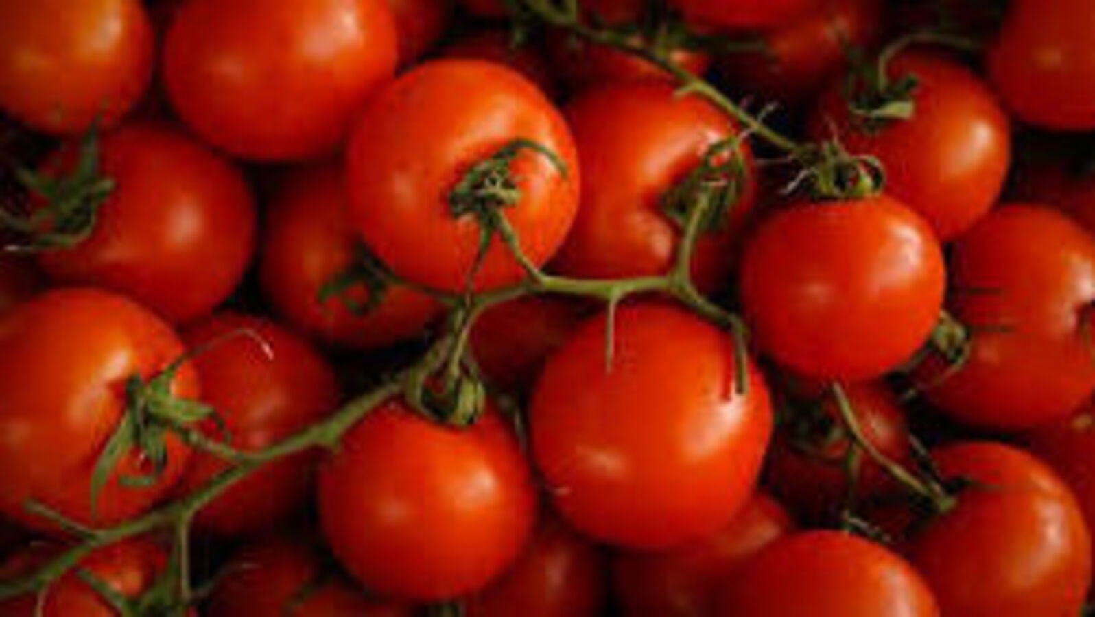 Tomato Price Hike: ಮತ್ತೆ ಟೊಮೊಟೊ ಬೆಲೆಯಲ್ಲಿ ದಿಢೀರ್‌ ಏರಿಕೆ, ವರ್ಷದ ನಂತರ ದರ ಹೆಚ್ಚಳಕ್ಕೆ ಕಾರಣವೇನು?
