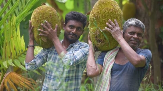 ಮೈಸೂರು ಜಿಲ್ಲೆಯ ಹಲವಾರು ರೈತರು ತಾವು ಬೆಳೆದ ಬಗೆಬಗೆಯ ಹಲಸುಗಳನ್ನು ಹಲಸಿನ ಹಬ್ಬಕ್ಕೆ ತಂದಿದ್ದಾರೆ.ಹಲಸಿನ ಹಣ್ಣನ್ನು ನೇರ ಗ್ರಾಹಕರಿಗೆ ಮಾರಾಟ ಮಾಡಲು ಆಸಕ್ತರಾದ ರೈತರು ಮತ್ತು ಹಲಸಿನ ಮೌಲ್ಯವರ್ಧಿತ ಪದಾರ್ಥಗಳನ್ನು ಮಾರಲು ಇಷ್ಟಪಡುವವರು ಸಂಪರ್ಕಿಸಬಹುದು. ಸಂಪರ್ಕ: 7090009944