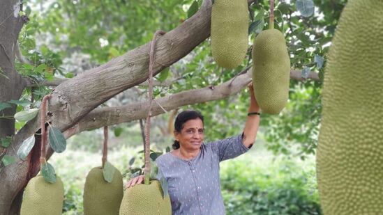 ಎಂ.ಕೆ. ಕೈಲಾಸಮೂರ್ತಿ ಹೆಸರಾಂತ ಸಹಜ ಕೃಷಿಕರು. ಕೊಳ್ಳೇಗಾಲ ಸಮೀಪದ ದೊಡ್ಡಿಂದುವಾಡಿಯ ಸಹಜ ಕೃಷಿ ತೋಟದಲ್ಲಿ 350 ಹಲಸು ನೆಟ್ಟಿದ್ದಾರೆ.ಅವು ಅಂತಿಂಥ ಹಲಸಲ್ಲ. ದಕ್ಷಿಣ ಭಾರತವನ್ನು ಸುತ್ತಿ, ಆಯ್ದು ತಂದ ವಿಷೇಷ ಗುಣಗಳ ಹಲಸಿನ ತಳಿಗಳು.&nbsp;&nbsp;