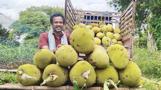 ಮೈಸೂರಿನಲ್ಲಿ ಆಯೋಜನೆಗೊಂಡಿರುವ ಎರಡು ದಿನಗಳ ಹಲಸಿನ ಹಬ್ಬಕ್ಕೆ ಹಲವಾರು ರೈತರು ಬಾವು ಬೆಳೆದ ಹಣ್ಣುಗಳನ್ನು ತಂದಿದ್ದಾರೆ. ಸಹಜಸಮೃದ್ದ ಬಳಗವು ಈ ಮೇಳ ಆಯೋಜಿಸುತ್ತಿದೆ. ಶನಿವಾರ ಆರಂಭಗೊಂಡಿರುವ ಮೇಳ ಭಾನುವಾರ ಕೊನೆ ಗೊಳ್ಳಲಿದೆ.