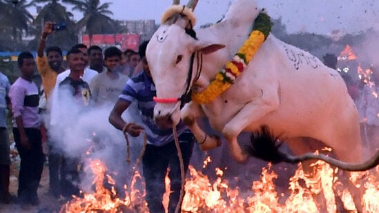 ಹಳೆ ಮೈಸೂರು ಭಾಗದ ವಿಭಿನ್ನ ರೈತ ಸಂಸ್ಕೃತಿಯಾದ ಕಿಚ್ಚು ಹಾಯಿಸುವ ಚಟುವಟಿಕೆ ಬಹಳ ವರ್ಷಗಳಿಂದ ನಡೆದುಕೊಂಡು ಬಂದಿದೆ. ಈದನ್ನು ಬಸವರಾಜು ವಿಭಿನ್ನವಾಗಿ ಸೆರೆ ಹಿಡಿದು ಗಮನ ಸೆಳೆದಿದ್ದಾರೆ.