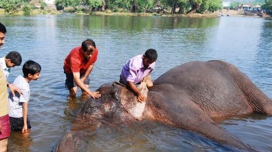 ಈಗಾಗಲೇ ಎರಡು ದಶಕದಿಂದಲೂ ಹೊರ ರಾಜ್ಯಗಳಿಗೆ ಕೊಡಲಾಗುತ್ತಿದೆ. ಮಧ್ಯಪ್ರದೇಶ, ಉತ್ತರ ಪ್ರದೇಶ, ಮಹಾರಾಷ್ಟ್ರ ಸೇರಿದಂತೆ ಹಲವು ರಾಜ್ಯಗಳಲ್ಲಿ ಕರ್ನಾಟಕದ ಸಾಕಾನೆಗಳೆ ಹೆಚ್ಚಿವೆ.&nbsp;