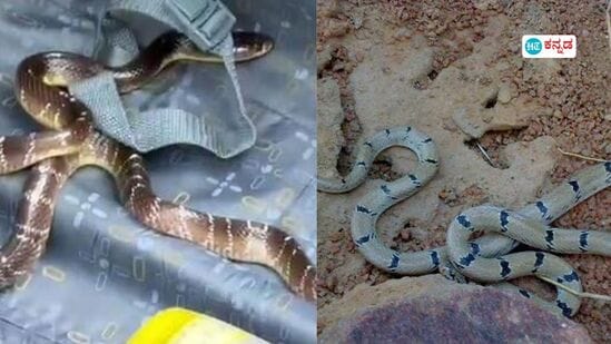ಮಳೆಗಾಲದಲ್ಲಿ ಹಾವುಗಳು ಮನೆ ಬಳಿ ಸುಳಿದಾಡ್ತಾ ಇವೆಯೇ? ಹಾವು ಬರದಂತೆ ತಡೆಯಲು ಇಲ್ಲಿವೆ ಒಂದಿಷ್ಟು ಸರಳ ಉಪಾಯ ಮಳೆಗಾಲದಲ್ಲಿ ಹಾವುಗಳು ಮನೆ ಬಳಿ ಸುಳಿದಾಡ್ತಾ ಇವೆಯೇ? ಹಾವು ಬರದಂತೆ ತಡೆಯಲು ಇಲ್ಲಿವೆ ಒಂದಿಷ್ಟು ಸರಳ ಉಪಾಯ