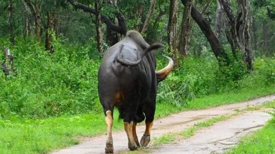 ಕಾಡೆಮ್ಮೆಗಳೂ ಬಂಡೀಪುರ ಅರಣ್ಯದಲ್ಲಿ ಸಾಕಷ್ಟಿವೆ. ಮಳೆ ಬಿದ್ದರೆ ಅವುಗಳಿಗೂ ಒಂದು ರೀತಿಯ ಸಂತಸದ ಕ್ಷಣ, ಸಮೀಪದಲ್ಲೇ ನೀರು ಸಿಗುವ, ಹಸಿರು ವಾತಾವರಣ ಖುಷಿಯ ಸನ್ನಿವೇಶ ಸೃಷ್ಟಿಸುತ್ತದೆ.