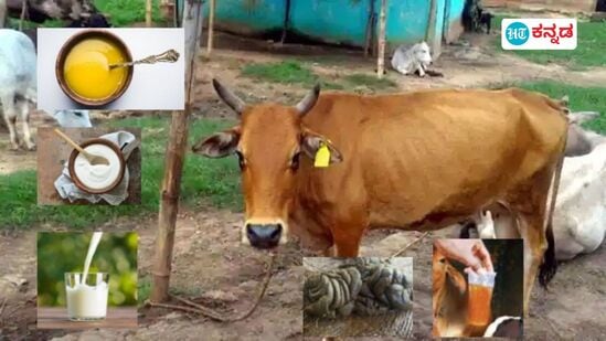ಪಂಚಗವ್ಯ ಎಂದರೇನು? ಮನುಷ್ಯನ ಆರೋಗ್ಯಕ್ಕೆ ಆಗುವ ಲಾಭಗಳು ಮತ್ತು ಮಹತ್ವ ತಿಳಿಯಿರಿ -Panchagavya ಪಂಚಗವ್ಯ ಎಂದರೇನು? ಮನುಷ್ಯನ ಆರೋಗ್ಯಕ್ಕೆ ಆಗುವ ಲಾಭಗಳು ಮತ್ತು ಮಹತ್ವ ತಿಳಿಯಿರಿ -Panchagavya