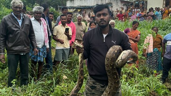 ವರಂಗಲ್‌ ಫೌಂಡೇಶನ್‌ ವನ್ಯಜೀವಿ ಜಾಗೃತಿ ಬಳಗದ ದಿಲೀಪ್‌ ಅವರು ಬೃಹತ್‌ ಗಾತ್ರದ ಹೆಬ್ಬಾವು ಹಿಡಿಯುವ ಕಾರ್ಯಾಚರಣೆ ಮುಗಿಸಿದ ಬಳಿಕ ಮಾತನಾಡಿದರು. “ಬೃಹತ್ ಗಾತ್ರದ ಹೆಬ್ಬಾವು 13 ಅಡಿ ಉದ್ದ ಮತ್ತು 12 ಕಿಲೋ ತೂಕ ಇತ್ತು. ದೇವರಾಯನ ದುರ್ಗ ಅರಣ್ಯಕ್ಕೆ ಬಿಟ್ಟಿದ್ದೇವೆ. ಹಾವು ಇತರ ವನ್ಯ ಜೀವಿಗಳು ಜನವಸತಿ ಪ್ರದೇಶಕ್ಕೆ ಬಂದರೆ ಅವುಗಳಿಗೆ ತೊಂದರೆ ಕೊಡದೆ ಈ ಸಂಸ್ಥೆಗೆ (9916790692/ &nbsp;8748814569/ 8217236108) ಕರೆ ಮಾಡಬೇಕು” ಎಂದು ದಿಲೀಪ್ ಹೇಳಿದ್ದಾರೆ.&nbsp;