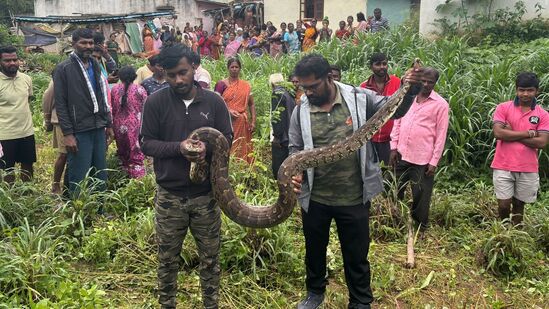 ದಿಲೀಪ್ ಮತ್ತು ಹನುಮಯ್ಯ ಅವರು ಬೃಹತ್ ಗಾತ್ರದ ಹೆಬ್ಬಾವನ್ನು ಸುರಕ್ಷಿತವಾಗಿ ಹಿಡಿದಾಗ ಗ್ರಾಮಸ್ಥರೆಲ್ಲ ಅಲ್ಲಿ ನೆರೆದಿದ್ದರು. ಬೃಹತ್ ಗಾತ್ರದ ಹೆಬ್ಬಾವು ನೋಡಿ ಬೆರಗಾಗಿದ್ದರು.