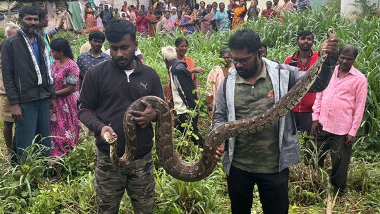 ಅಯ್ಯನಪಾಳ್ಯದಲ್ಲಿದ್ದ ಹೆಬ್ಬಾವು ಹಿಡಿಯುವುದಕ್ಕೆ ದಿಲೀಪ್ ಅವರ ತಂಡಕ್ಕೆ ಅರ್ಧಗಂಟೆ ಬೇಕಾಯಿತು. ಬಹಳ ತೂಕ ಇದ್ದ ಹಾವನ್ನು ಗೋಣಿ ಚೀಲಕ್ಕೆ ತುಂಬಿಸಿ ಬಳಿಕ ದೇವರಾಯನ ದುರ್ಗ ಸುರಕ್ಷಿತಾರಣ್ಯಕ್ಕೆ ಬಿಡಲಾಗಿದೆ.