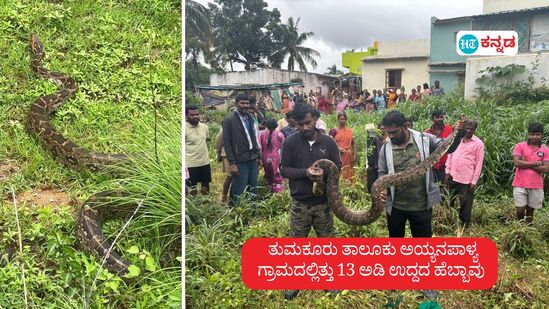 ವಾರಂಗಲ್ ವನ್ಯಜೀವಿ ಜಾಗೃತ ಹಾಗೂ ಉರಗ ರಕ್ಷಣಾ ಸಂಸ್ಥೆಯ ಉರಗ ತಜ್ಞ ದಿಲೀಪ್ ಅವರು ಮತ್ತು ಹನುಮಯ್ಯ ಕೂಡಲೇ ಸ್ಥಳಕ್ಕೆ ಆಗಮಿಸಿದರು. ಅರ್ಧ ಗಂಟೆ ಕಾರ್ಯಾಚರಣೆಯಲ್ಲಿ 13 ಅಡಿ ಉದ್ದದ ಹೆಬ್ಬಾವನ್ನು ಹಿಡಿದರು.