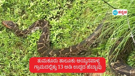 ತುಮಕೂರು ತಾಲೂಕು ಉರುಡಗೆರೆ ಹೋಬಳಿ, ಮೈದಾಳ ಗ್ರಾಮ ಪಂಚಾಯಿತಿಯ ಅಯ್ಯನಪಾಳ್ಯ ಗ್ರಾಮದ ರಾಮಚಂದ್ರಯ್ಯ ಅವರ ಮನೆ ಸಮೀಪ 13 ಅಡಿ ಉದ್ದದ ಹೆಬ್ಬಾವು ಪತ್ತೆಯಾಗಿತ್ತು. ಪುಟ್ಟಯ್ಯ ಅವರು ಹುಲ್ಲು ಕೊಯ್ಯಲು ಹೋದಾಗ ಹೆಬ್ಬಾವು ಅವರಿಗೆ ಕಾಣಸಿಕ್ಕಿತ್ತು. ಕೂಡಲೇ ಅವರು ತುಮಕೂರಿನ ವರಂಗಲ್ ವನ್ಯಜೀವಿ ಜಾಗೃತ ಹಾಗೂ ಉರಗ ರಕ್ಷಣಾ ಸಂಸ್ಥೆಗೆ ಕರೆ ಮಾಡಿ ಹೆಬ್ಬಾವು ಇರುವುದರ ಬಗ್ಗೆ ತಿಳಿಸಿದ್ದರು.