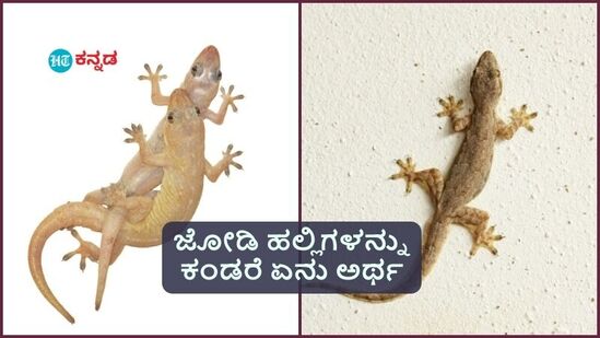 ಮನೆಯ ಯಾವ ಸ್ಥಳದಲ್ಲಿ ಹಲ್ಲಿಗಳನ್ನು ನೋಡಿದರೆ ಏನು ಸಂಕೇತ? ಕಪ್ಪು ಹಲ್ಲಿಯನ್ನು ನೋಡುವುದು ಏನನ್ನು ಸೂಚಿಸುತ್ತದೆ?