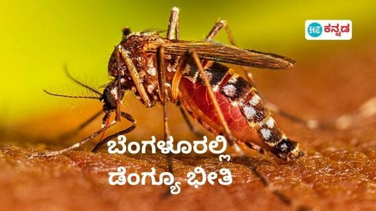 ಡೇಂಗ್ಯೂ ಪ್ರಕರಣಗಳು ಕರ್ನಾಟಕದಲ್ಲಿ ಹೆಚ್ಚಿವೆ. 