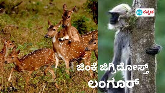 ನಾವು ಕಾಡಿನ ಗೆಳೆಯರು ಎನ್ನುತ್ತಿರುವ ಜಿಂಕೆ ಹಾಗೂ ಲಂಗೂರ್.