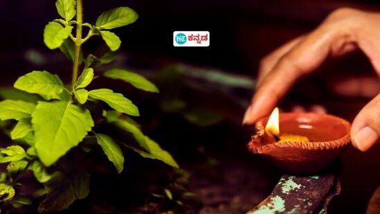 ಚರ್ಮದ ಸಮಸ್ಯೆ, ಆರೋಗ್ಯ ಸಮಸ್ಯೆ ಎಲ್ಲಾ ಪರಿಹಾರಕ್ಕೂ ಬೇಕು ಈ ದೈವಿಕ ಗಿಡ; ಪೂಜೆಗೆ ಮಾತ್ರವಲ್ಲ, ಬಹೋಪಯೋಗಿ ಈ ತುಳಸಿ ಚರ್ಮದ ಸಮಸ್ಯೆ, ಆರೋಗ್ಯ ಸಮಸ್ಯೆ ಎಲ್ಲಾ ಪರಿಹಾರಕ್ಕೂ ಬೇಕು ಈ ದೈವಿಕ ಗಿಡ; ಪೂಜೆಗೆ ಮಾತ್ರವಲ್ಲ, ಬಹೋಪಯೋಗಿ ಈ ತುಳಸಿ