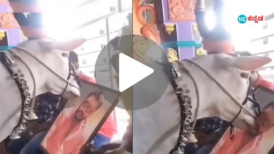 Viral Video: ನಟ ದರ್ಶನ್‌ ಫೋಟೋಗೆ ಮುತ್ತಿಕ್ಕಿದ್ದ ಬಸವ, ಪುಣ್ಯಕೋಟಿಗೂ ಗೊತ್ತು ಈ ಪುಣ್ಯಾತ್ಮನ ಬಗ್ಗೆ ಅಂದ್ರು ಫ್ಯಾನ್ಸ್‌