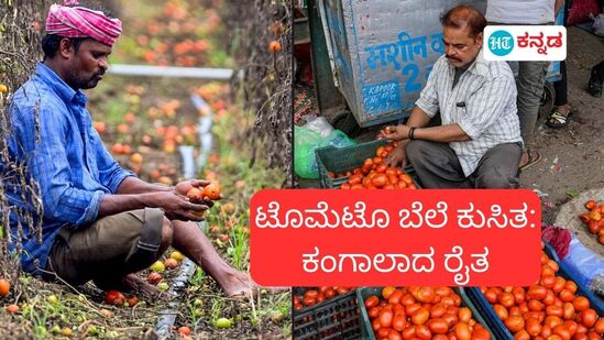 ಕೋಲಾರ, ಚಿಕ್ಕಬಳ್ಳಾಪುರ ಸೇರಿದಂತೆ ಕರ್ನಾಟಕದ ಹಲವು ಜಿಲ್ಲೆಗಳಲ್ಲಿ ಟೊಮೆಟೊ ಧಾರಣೆ ಕುಸಿದಿದೆ.