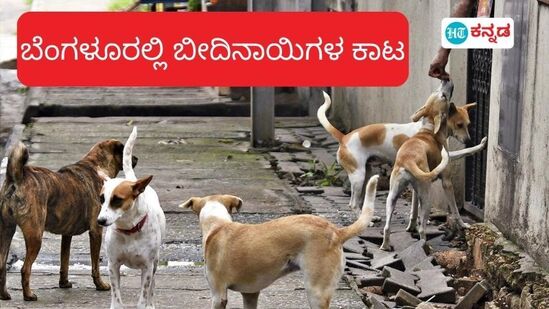 ಬೆಂಗಳೂರಲ್ಲಿ ಬೀದಿನಾಯಿಗಳ ಉಪಟಳ ಅಧಿಕವಾಗಿದ್ದು.ನಿಯಂತ್ರಣದ ಒತ್ತಾಯ ಕೇಳಿ ಬಂದಿದೆ. ಬೆಂಗಳೂರಲ್ಲಿ ಬೀದಿನಾಯಿಗಳ ಉಪಟಳ ಅಧಿಕವಾಗಿದ್ದು.ನಿಯಂತ್ರಣದ ಒತ್ತಾಯ ಕೇಳಿ ಬಂದಿದೆ.