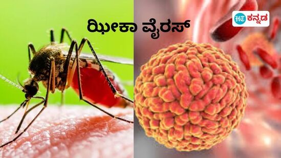 Zika Virus Alert ಕರ್ನಾಟಕದಲ್ಲಿ ಝೀಕಾ ವೈರಸ್‌ಗೆ ವೃದ್ದರೊಬ್ಬರು ಬಲಿಯಾಗಿದ್ದಾರೆ.
