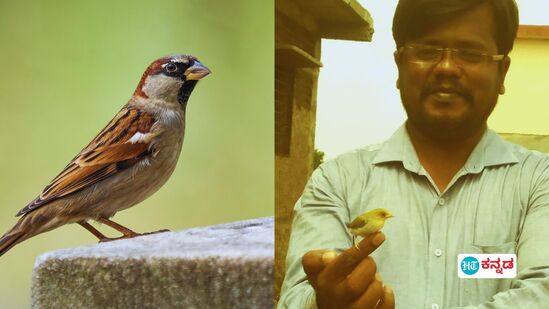 ಸ್ಕೂಲಲ್ಲೇ ಗೂಡು ಕಟ್ಟಿದ ಗುಬ್ಬಚ್ಚಿ, ಬೇಟೆಗಾರ ಹಕ್ಕಿ ಪಾಲಾಯಿತು ಅದರ ಮರಿ; ಕಣ್ಣೀರಿಟ್ಟು ಟೀಚರ್ಗೆ ದೂರು ಕೊಟ್ಟ ಮಕ್ಕಳು ಸ್ಕೂಲಲ್ಲೇ ಗೂಡು ಕಟ್ಟಿದ ಗುಬ್ಬಚ್ಚಿ, ಬೇಟೆಗಾರ ಹಕ್ಕಿ ಪಾಲಾಯಿತು ಅದರ ಮರಿ; ಕಣ್ಣೀರಿಟ್ಟು ಟೀಚರ್ಗೆ ದೂರು ಕೊಟ್ಟ ಮಕ್ಕಳು
