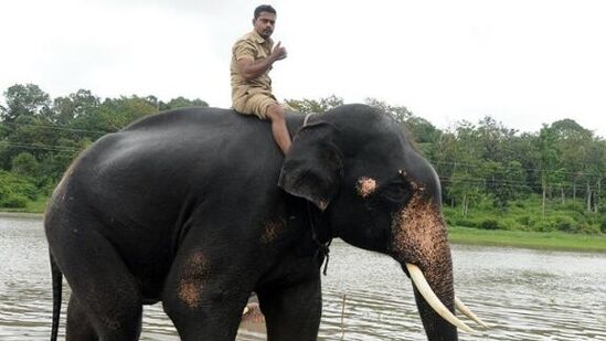 ಭವಿಷ್ಯದ ಕ್ಯಾಪ್ಟನ್‌ ಭೀಮ (24),ಭೀಮ ಆನೆ ಎತ್ತರ ಮಾತ್ರವಲ್ಲ ನೋಡಲು ಸುಂದರ. &nbsp;24ರ ಹರೆಯದ ನಾಗರಹೊಳೆಯ ಮತ್ತಿಗೋಡು ಆನೆ ಶಿಬಿರದ ವಾಸಿ ಭೀಮ. ಅಭಿಮನ್ಯುವಿನ ನಂತರ ಚಿನ್ನದ ಅಂಬಾರಿ ಹೊರಲು ಬೇಕಾದ ಎಲ್ಲಾ ವಿಶೇಷ ಗುಣಲಕ್ಷಣಗಳು ಈತನಲ್ಲಿವೆ. 2009ರಲ್ಲಿ ಹಾಸನ ಜಿಲ್ಲೆಯ ಸಕಲೇಶಪುರದ ಹೆತ್ತೂರಿನಲ್ಲಿ ಈತನನ್ನು ಸೆರೆ ಹಿಡಿಯಲಾಗಿತ್ತು. ಕೆಲವೇ ವರ್ಷದಲ್ಲಿ ಪಳಗಿ ದಸರಾಕ್ಕೆ ಅಣಿಯಾದ ಭೀಮ. ಭೀಮಾ ಆನೆ 2.85 ಮೀ. ಎತ್ತರ, 3.05 ಮೀ ಉದ್ದ ಮತ್ತು ಸುಮಾರು 3800 ರಿಂದ 4,000 ಕೆ.ಜಿ. ತೂಕ ಹೊಂದಿದೆ. ಭೀಮ 2017 &nbsp;ಹಾಗೂ 2022 &nbsp;ದಸರಾದಲ್ಲಿ ಪಾಲ್ಗೊಂಡಿದ್ದ. ಈ ಬಾರಿ ಆಗಮಿಸಿದ್ದಾನೆ