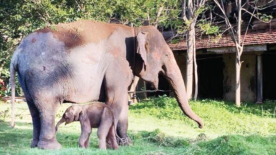 ಕುಮ್ಕಿ ಆನೆ ಲಕ್ಷ್ಮೀ (53),&nbsp;ದಸರಾದಲ್ಲಿ ಮುಖ್ಯ ಆನೆ ಜತೆಗೆ ಸಾಥ್‌ ನೀಡುವ ಕುಮ್ಕಿ ಆನೆಗಳಿಗೂ ಗೌರವ. ಏಕೆಂದರೆ ಕುಮ್ಕಿ ಆನೆಗಳಿದ್ದರೆ ಕ್ಯಾಪ್ಟನ್‌ ಕೂಲ್‌ ಆಗಿ ಹೆಜ್ಜೆ &nbsp;ಹಾಕುತ್ತಾನೆ. ಇದರಲ್ಲಿ &nbsp;ಲಕ್ಷ್ಮೀ ಆನೆ ಪ್ರಮುಖವಾದದ್ದು. ಮೈಸೂರು ಜಿಲ್ಲೆ ಪಿರಿಯಾಪಟ್ಟಣದ ದೊಡ್ಡ ಹರವೆ ಶಿಬಿರದ ಲಕ್ಷ್ಮೀಗೆ ಈಗ 53 ವರ್ಷ.‌ ಕೆಲ ವರ್ಷದ ಹಿಂದೆ ದಸರಾ ವೇಳೆಯೇ ಮರಿ ಹಾಕಿ ಗಮನ ಸೆಳೆದಿದ್ದಳು &nbsp;ಲಕ್ಷ್ಮೀ. 2.52 ಎತ್ತರ, 3000 ರಿಂದ 3200 ಕೆ.ಜಿ.ತೂಕ ಹೊಂದಿದ್ದಾಳೆ. ಹಲವಾರು &nbsp;ದಸರಾ ಮಹೋತ್ಸವದಲ್ಲಿ ಭಾಗವಹಿಸಿರುವ ಅನುಭವ ಲಕ್ಷ್ಮೀಯ ವಿಶೇಷ, ಕೂಲ್‌ ಆನೆ ಎನ್ನುವ ಹಿರಿಮೆ ಬೇರೆ.