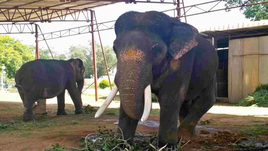 ಕಿರಿಯ ಸದಸ್ಯ ರೋಹಿತ್ಬಂಡೀಪುರದ ರಾಮಪುರ ಶಿಬಿರದ ವಾಸಿಯಾಗಿರುವ ರೋಹಿತ್‌ಗೆ &nbsp;ಈಗ 22 ವರ್ಷ. ರೋಹಿತ್ ದಸರಾ ಮಹೋತ್ಸವದಲ್ಲಿ ಭಾಗಿಯಾಗುತ್ತಿರುವ ಅತೀ ಚಿಕ್ಕ ವಯಸ್ಸಿನ ಆನೆ ಎಂಬ ಹಿರಿಮೆ ಹೊಂದಿದೆ. ಈತ 2.70 ಮೀ ಎತ್ತರ, ಸುಮಾರು 2900 ರಿಂದ 3000 ತೂಗುತ್ತಾನೆ. ಕಳೆದ ವರ್ಷವೂ ದಸರಾಗೆ ಬಂದಿದ್ದ. ರೋಹಿತ್​ ಎರಡನೇ ಬಾರಿಗೆ ಜಂಬೂ ಸವಾರಿಯಲ್ಲಿ ಭಾಗವಹಿಸುತ್ತಿದ್ದು ಭವಿಷ್ಯದ ಅಂಬಾರಿ ಆನೆ ಆಗಬಹುದು ಎನ್ನಲಾಗುತ್ತಿದೆ.