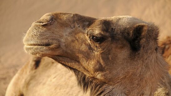 Camels Eat Snakes: ಒಂಟೆಗಳಿಗೆ ತಿನ್ನಲು ಜೀವಂತ ವಿಷಕಾರಿ ಹಾವು ನೀಡುವುದರ ಹಿಂದಿದೆ ಅಚ್ಚರಿಯ ಕಾರಣಗಳು Camels Eat Snakes: ಒಂಟೆಗಳಿಗೆ ತಿನ್ನಲು ಜೀವಂತ ವಿಷಕಾರಿ ಹಾವು ನೀಡುವುದರ ಹಿಂದಿದೆ ಅಚ್ಚರಿಯ ಕಾರಣಗಳು