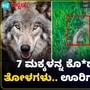 ಆಪರೇಶನ್ ಭೇಡಿಯಾ ಸಕ್ಸಸ್; ಮಕ್ಕಳ ಬೇಟೆಯಾಡಿದ್ದ ತೋಳಗಳನ್ನು ಸೆರೆಹಿಡಿದ ಅರಣ್ಯ ಇಲಾಖೆ