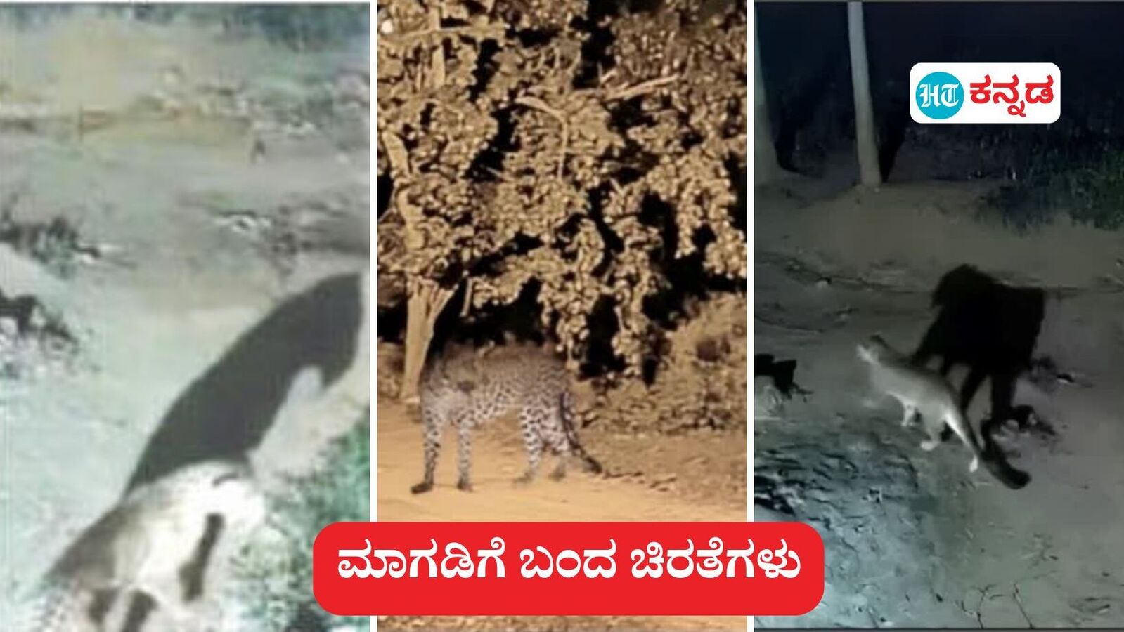 Magadi News; ಬೇಟೆ ಹುಡುಕಿ ಬೀದಿಗಿಳಿದ ಮೂರು ಚಿರತೆಗಳ ಪೇಟೆ ಸಂಚಾರ ಸಿಸಿ ಕ್ಯಾಮೆರಾದಲ್ಲಿ ದಾಖಲು, ಆತಂಕದಲ್ಲಿ ಬೀದಿಗಿಳಿಯದ ಜನ