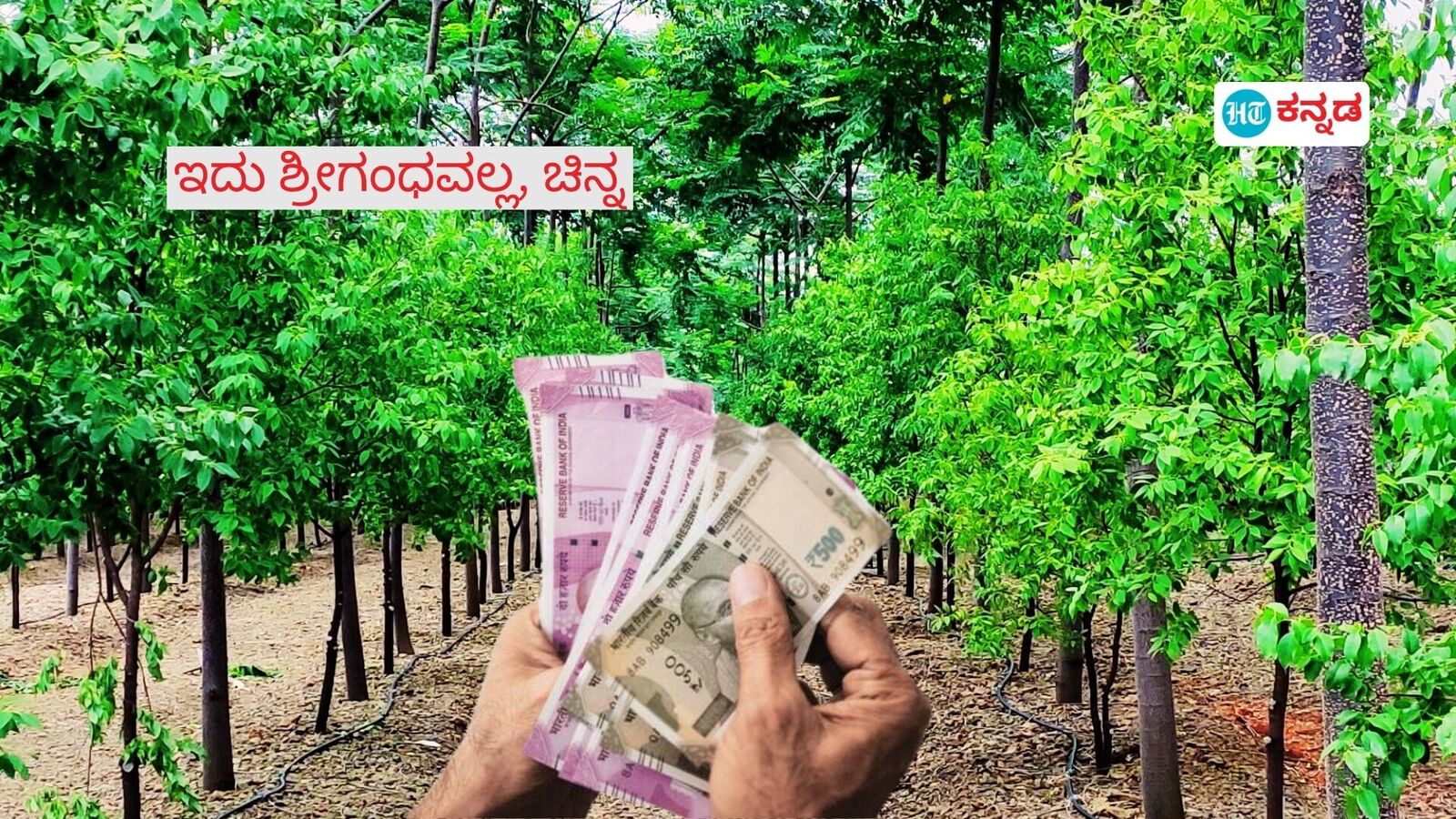 Sandalwood Farming: ಕೃಷಿಯಲ್ಲಿ ಕೋಟಿ ಕೋಟಿ ನೋಡ್ಬೇಕೆಂದರೆ ಬೆಳೆಯಿರಿ ಶ್ರೀಗಂಧ; 12 ವರ್ಷಗಳಲ್ಲಿ ನೀವು ಆಗ್ಬೋದು ಕೋಟ್ಯಧಿಪತಿ​!