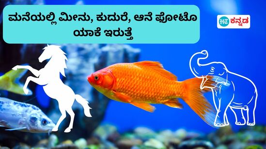 ಮನೆಯಲ್ಲಿ ಚಿನ್ನದ ಬಣ್ಣದ ಮೀನಿನ ಫೋಟೊ ಯಾಕೆ ಇಡ್ತಾರೆ. ಇದರಿಂದ ಏನೆಲ್ಲಾ ಲಾಭಗಳಿವೆ ತಿಳಿಯಿರಿ. ಕುದುರೆ, ಆನೆಯ ಚಿತ್ರಗಳಿಂದಲೂ ಪ್ರಯೋಜನವಿದೆ ಎನ್ನುತ್ತಾರೆ ವಾಸ್ತು ತಜ್ಞರು.