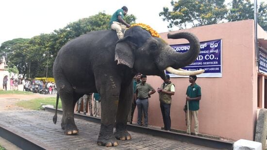 ಇಂದು ಸಂಜೆಯಿಂದಲೇ ಎಲ್ಲಾ ಆನೆಗಳು ತಾಲಿಮಿನಲ್ಲಿ ಭಾಗಿಯಾಗುತ್ತವೆ. ಎಲ್ಲಾ ಆನೆಗಳ ಆರೋಗ್ಯ ಉತ್ತಮವಾಗಿದೆ. ಪ್ರಶಾಂತ ಆನೆಗೆ ಭೇದಿ ಕಾಣಿಸಿಕೊಂಡಿದೆ. ಅದಕ್ಕೆ ಸೂಕ್ತ ಚಿಕಿತ್ಸೆ ನೀಡಲಾಗಿದೆ ಎಂದು ಅವರು ಹೇಳಿದ್ದಾರೆ.