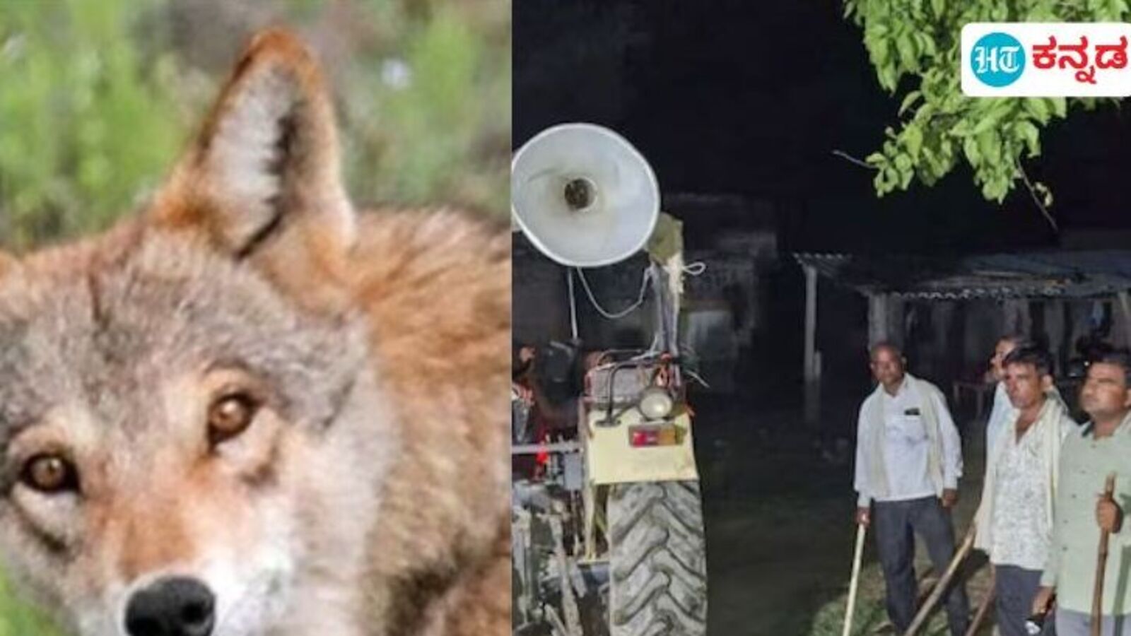 Wolfs Attack: ಉತ್ತರ ಪ್ರದೇಶದಲ್ಲಿ ತೋಳಗಳ ದಾಳಿಗೆ ಬಾಲಕಿ ಸೇರಿ 9 ಮಂದಿ ಬಲಿ, ಸ್ಥಳೀಯರು ಮಕ್ಕಳ ರಕ್ಷಣೆಗೆ ಮಾಡಿದ್ದೇನು