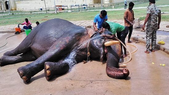 ಅಲ್ಲಿಂದ ಆನೆಗಳ ದೇಹದ ಪ್ರತಿ ಭಾಗವನ್ನೂ ಆನೆ ಕವಾಡಿಗರು ಹಾಗೂ ಸಿಬ್ಬಂದಿ ತಿಕ್ಕಿ ತೊಳೆಯುತ್ತದೆ. ನೀರಿನಲ್ಲಿ ಎಷ್ಟು ಹೊತ್ತು ಬಿಟ್ಟಿದ್ದರೂ ಆನೆಗಳಿಗೆ ಖುಷಿಯೋ ಖುಷಿ. ಇದರಿಂದ ನಿರುಮ್ಳಳವಾಗಿ ಆನೆಗಳು ಅರಮನೆ ಆವರಣದ ಸ್ನಾನದ ತೊಟ್ಟಿಯಲ್ಲಿ ಮಲಗುತ್ತವೆ.