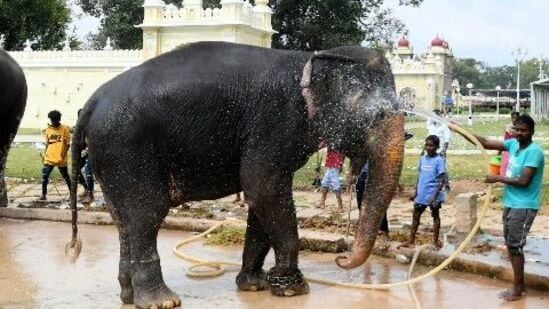 ಕೆಲವು ಆನೆಗಳಂತೂ ನೀರಿನ ಮೇಲೆ ಏಳುವುದೇ ಇಲ್ಲ. ಇನ್ನಷ್ಟು ನೀರು ಹಾಕುವಂತೆ ಹಠ ಹಿಡಿಯುವುದೂ ಉಂಟು. ಆದರೆ ಮಾವುತ ಹಾಗೂ ಕವಾಡಿಗರು ಅವುಗಳಿಗೆ ನೀರಿನ ಸೇವೆ ಮುಗಿಸಿ ಮೇಲಕ್ಕೆ ಕರೆ ತರುತ್ತಾರೆ.&nbsp;