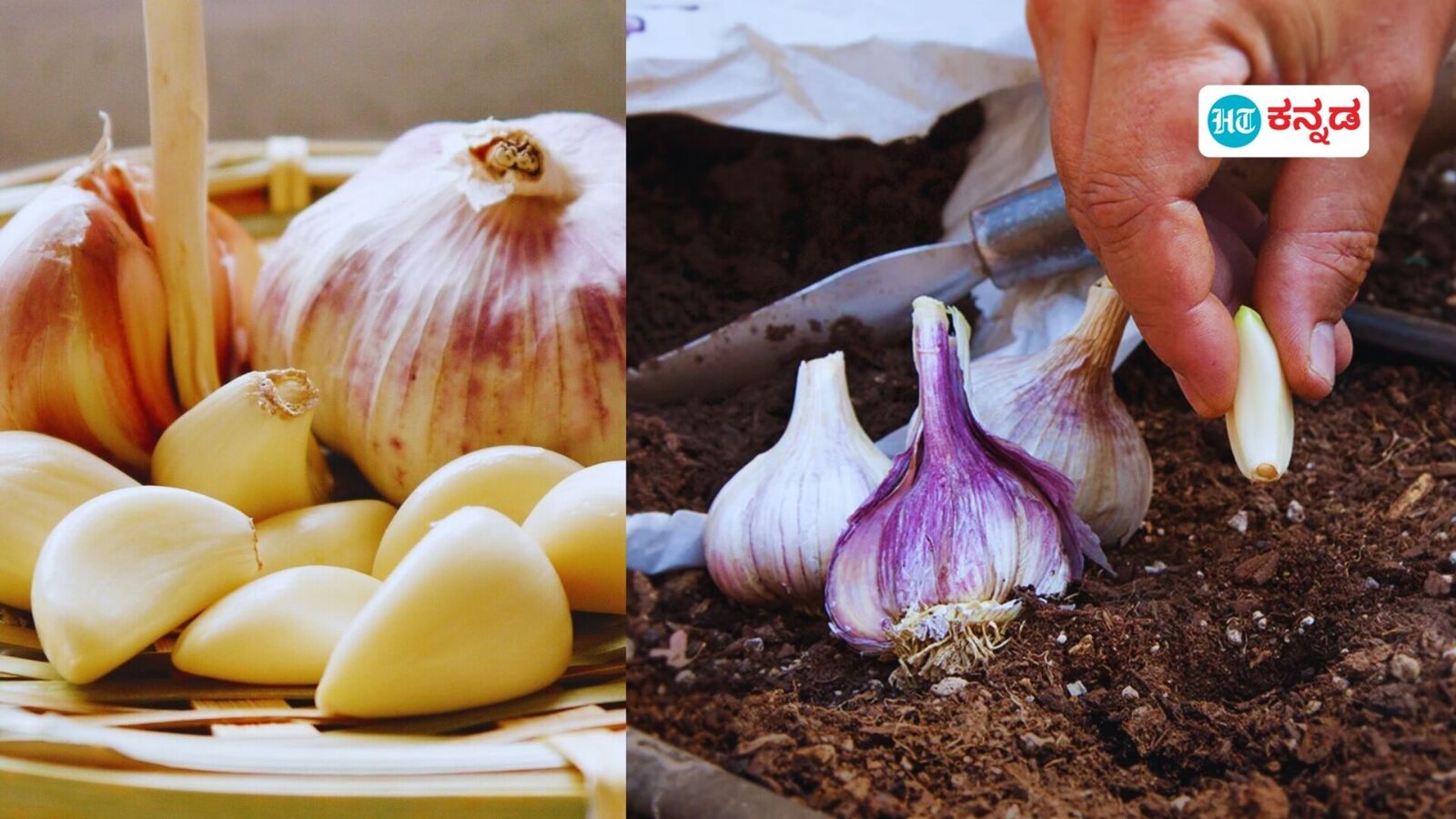 Garlic Farming: ಕೆಜಿಗೆ 300-400 ರೂ., ಒಂದಕ್ಕೆ ಮೂರು ಪಟ್ಟು ಲಾಭ ಪಡೆಯಬೇಕೇ, ಹಾಗಿದ್ದರೆ ಹೀಗೆ ಮಾಡಿ ಬೆಳ್ಳುಳ್ಳಿ ಕೃಷಿ!
