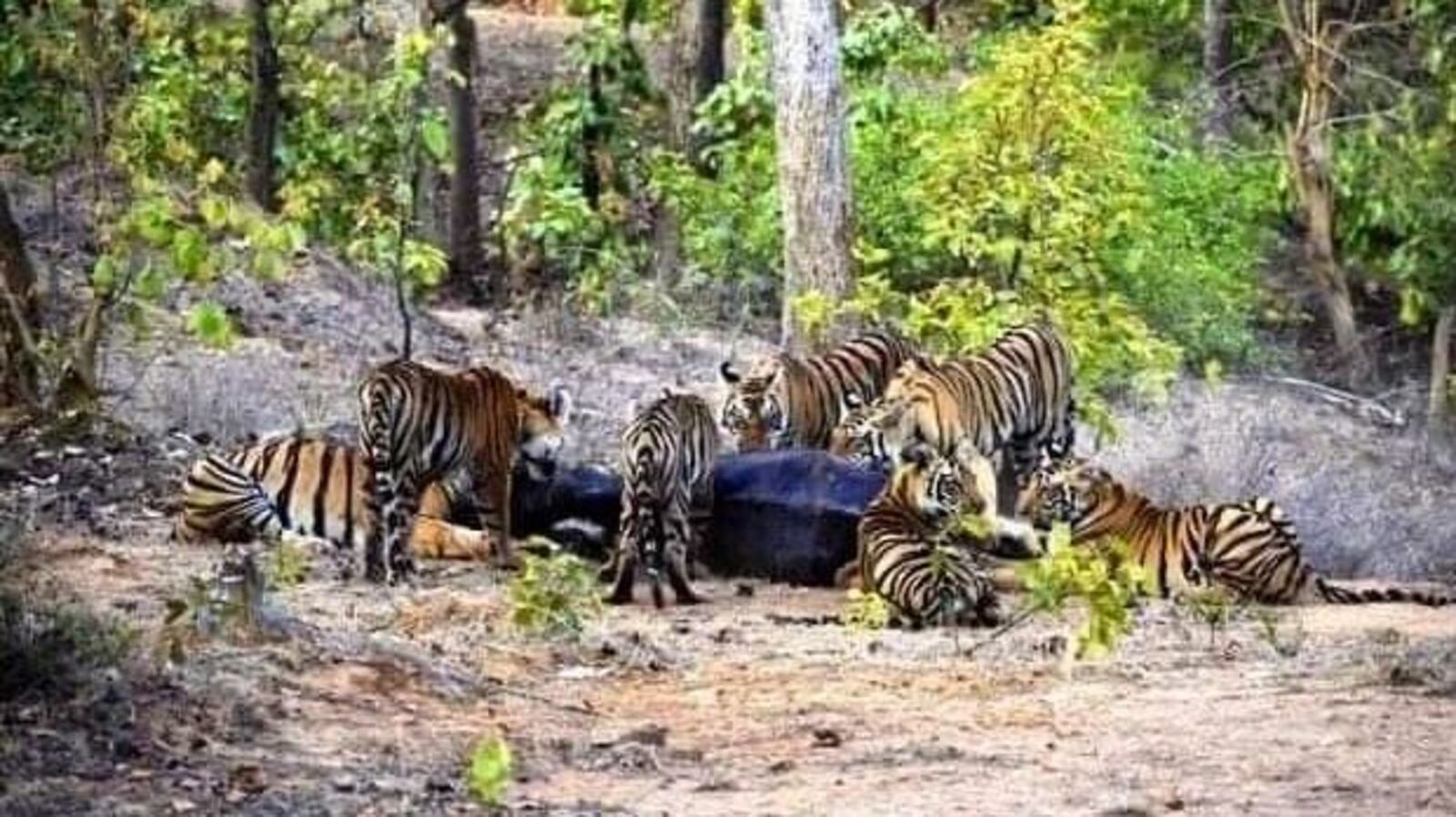 Tiger Family Hunt: ಒಂದರಲ್ಲ, ಎರಡಲ್ಲ, ಬರೋಬ್ಬರಿ 6 ಹುಲಿಗಳೊಂದಿಗೆ ಅಪರೂಪದ ಮಹಾನ್ ತಾಯಿಹುಲಿ; ಊಟಕ್ಕೆ ಒಂದಾದ ಹುಲಿ ಕೂಡು ಕುಟುಂಬ