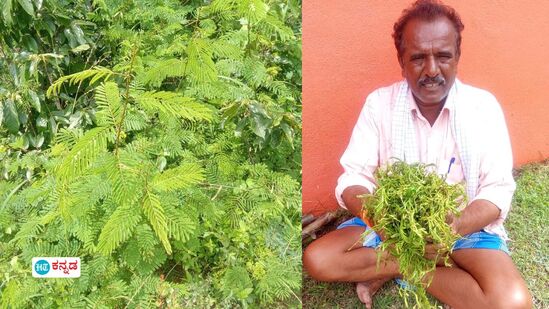 ಸೀಗೆ ಸೊಪ್ಪು