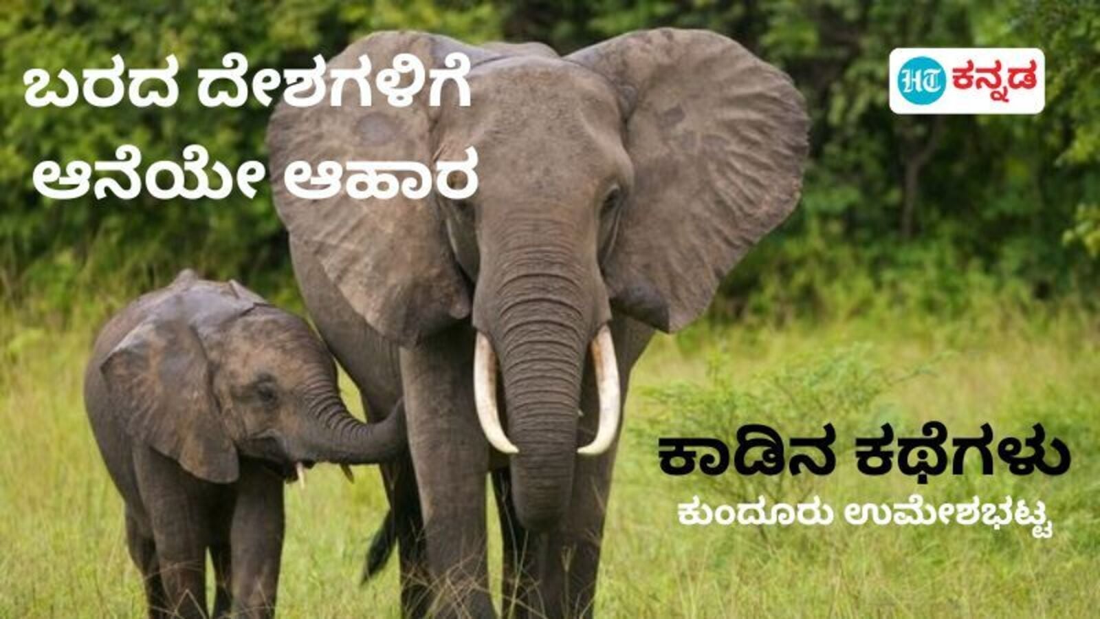 ಕಾಡಿನ ಕಥೆಗಳು: ಹವಾಮಾನ ವೈಪರಿತ್ಯ ಪರಿಣಾಮ ಎಲ್ಲಿಗೆ ಬಂತು ನೋಡಿ, ಆಫ್ರಿಕಾದಲ್ಲಿ ಆನೆ ಮಾತ್ರವಲ್ಲ ನೀರಾನೆ, ಜೀಬ್ರಾ, ಕಾಡು ಕೋಣದ ಆಹಾರವೂ ರೆಡಿ