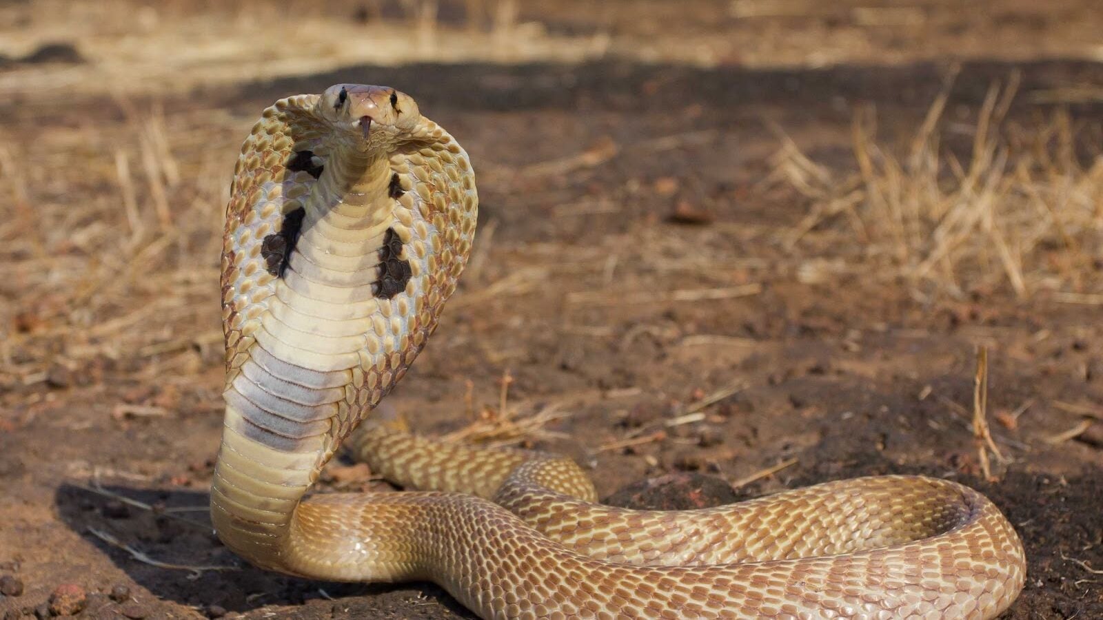 ಅಂತರಾಷ್ಟ್ರೀಯ ಹಾವು ಕಡಿತದ ಜಾಗೃತಿ ದಿನ ಇಂದು; ಭಾರತವೇ ಹೆಚ್ಚು ಹಾವಿನ ಅನಾಹುತ ಎದುರಿಸುವ ದೇಶ, ಹಾವು ಕಡಿದಾಗ ತಕ್ಷಣವೇ ಏನು ಮಾಡಬೇಕು