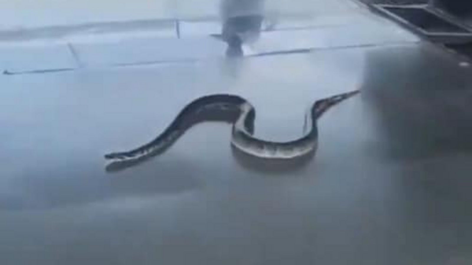 Viral Video: ರೈಲು ನಿಲ್ದಾಣಕ್ಕೆ ಬಂದ ಅಪರೂಪದ ಅತಿಥಿ; 6 ಅಡಿ ಉದ್ದದ ಉರಗ ಕಂಡು ಪ್ಲಾಟ್‌ಫಾರ್ಮ್‌ನಿಂದ ಓಡಿದ ಪ್ರಯಾಣಿಕರು