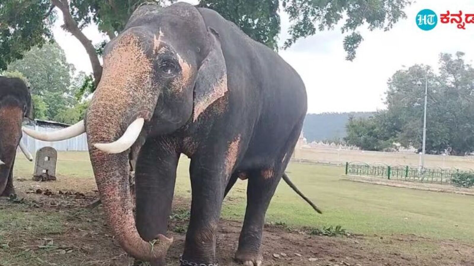 ತುಂಟ ಆನೆ ಕಂಜನ್‌ ದಸರಾಗೆ ಬಂದಿದ್ದಾರೂ ಹೇಗೆ; ಅರಣ್ಯ ಇಲಾಖೆಯಲ್ಲಿ ಪ್ರಭಾವಕ್ಕೆ ಮಣಿಯಿತೇ ದಸರಾ ಆನೆ ಆಯ್ಕೆ ಸಮಿತಿ?