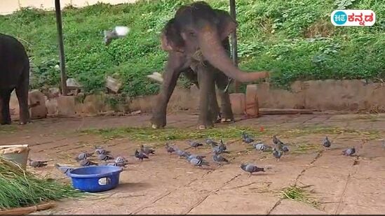 ಮೈಸೂರು ಅರಮನೆ ಬಳಿ ಪಾರಿವಾಳಗಳಿಗೆ ಧಾನ್ಯ ಹಾಕದಂತೆ ನಿರ್ಬಂಧ; ಜನರ ಆಕ್ರೋಶ