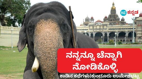 ಮೈಸೂರು ದಸರಾ ಆನೆಗಳ ಆರೈಕೆಯಲಿ ಇರಲಿ ಪ್ರೀತಿಯ ಎರಕ. ಮೈಸೂರು ದಸರಾ ಆನೆಗಳ ಆರೈಕೆಯಲಿ ಇರಲಿ ಪ್ರೀತಿಯ ಎರಕ.
