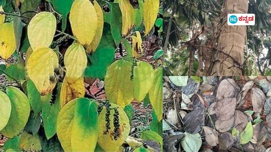 Black Pepper Diseases: ಕೃಷಿಕನಿಗೆ ಆಘಾತ ನೀಡಿದ ಕಾಳುಮೆಣಸು ಬಳ್ಳಿಯನ್ನೇ ಕೊಲ್ಲುವ ಸೊರಗು ರೋಗ!