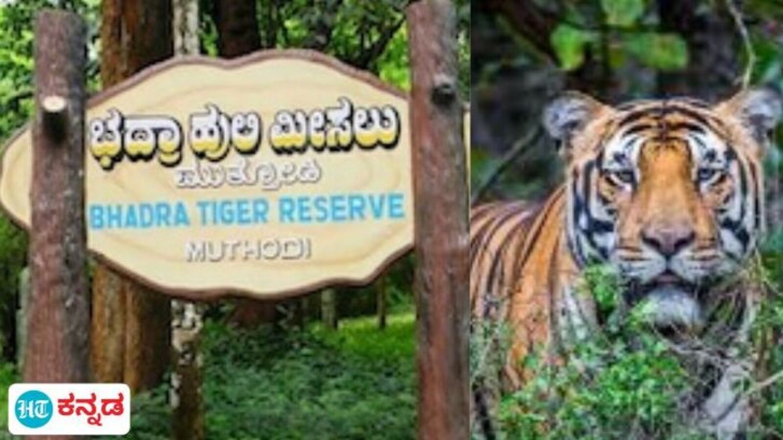 ಚಿಕ್ಕಮಗಳೂರು ಭದ್ರಾ ಹುಲಿ ಯೋಜನೆಗೆ ತುಂಬಿತು 25 ವರ್ಷ; ಮಲೆನಾಡ ಪ್ರಮುಖ ಹುಲಿಧಾಮದಲ್ಲಿ ಕಪ್ಪೆಗಳ ಕಲರವವೇ ಅಧಿಕ